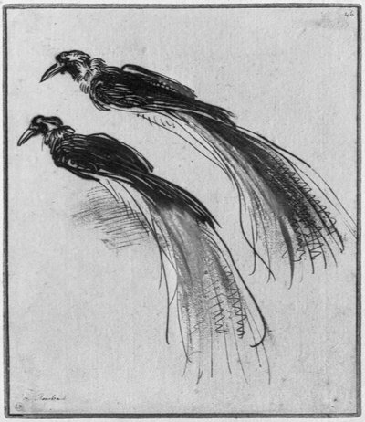 Birds by Rembrandt van Rijn
